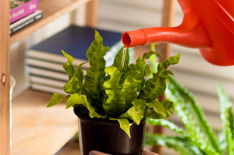 CUIDA TUS PLANTAS quedate en casa